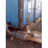 Подъем домов
